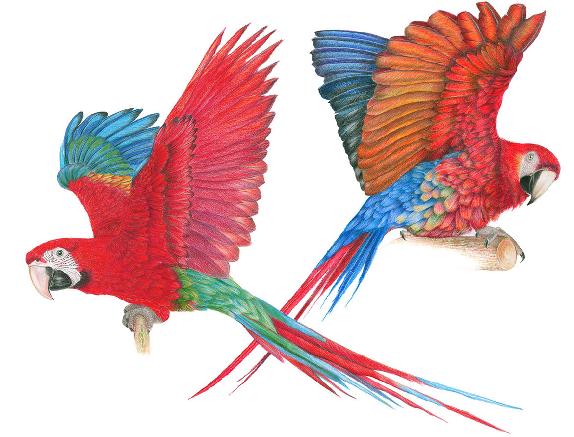 Illustration Aras