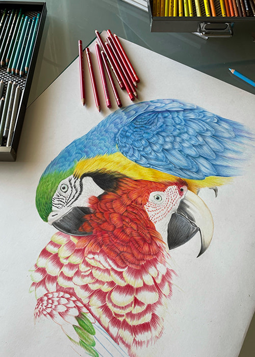 Vogel Illustration mit Farbstift von Frank Brunnée Grafik Design.